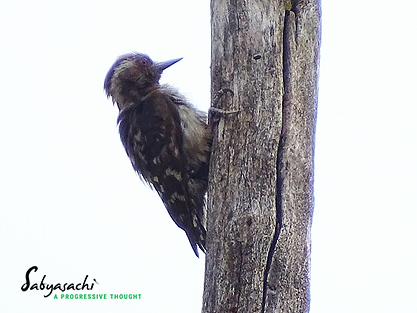 Brown-capped pygmy woodpecker