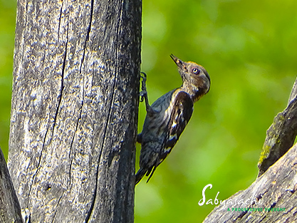 Brown-capped pygmy woodpecker