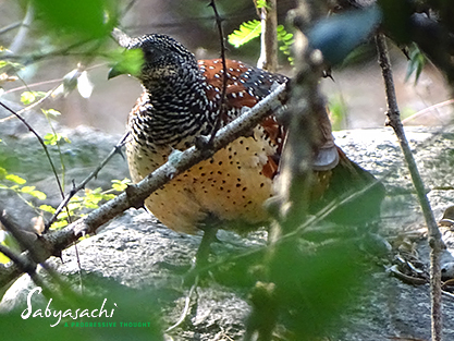 Painted spurfowl Male