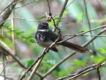 White-spotted fantail