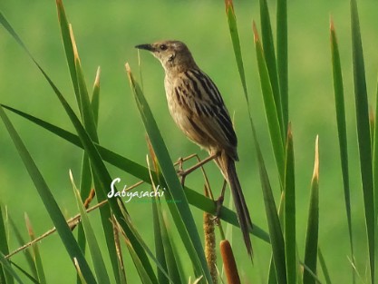 Striated grassbird