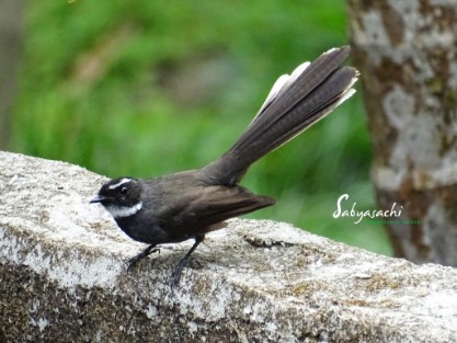White-throated fantail