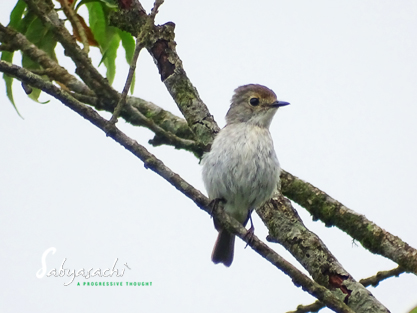 Little pied flycatcher