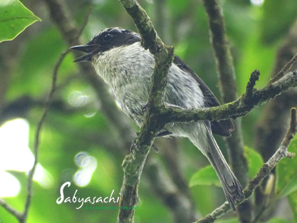 Gray Bushchat