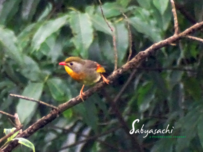Red-billed leiothrix