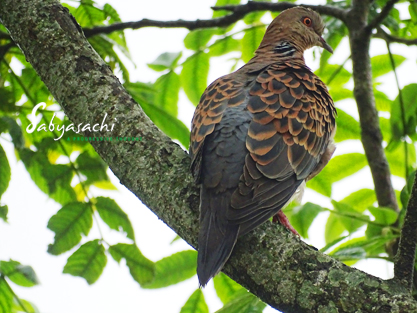 Oriental turtle dove