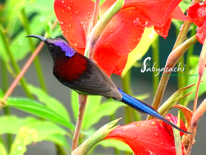 Black-throated Sunbird