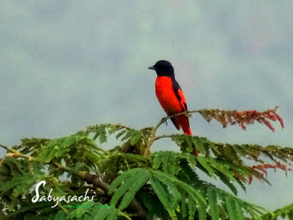 Scarlet minivet