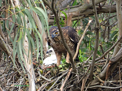 Legge’s Hawk-Eagle