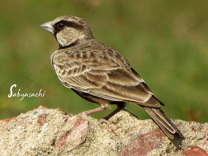 Ashy-crowned sparrow-lark