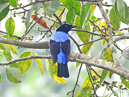 Asian fairy-bluebird