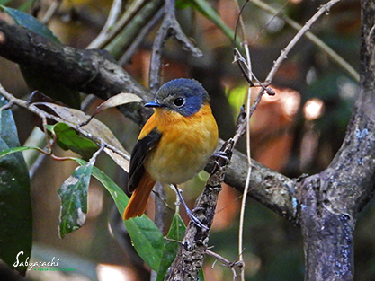 Black-and-orange flycatcher