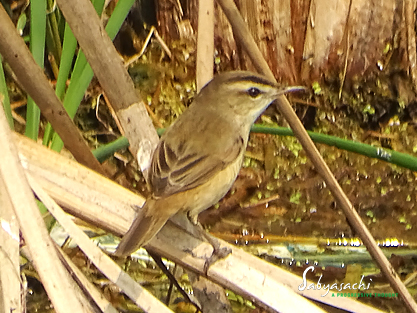 Black-browed reed warbler
