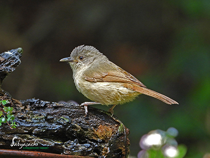 Brown-cheeked fulvetta