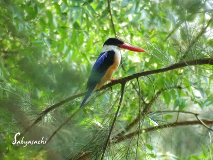 Black-capped kingfisher