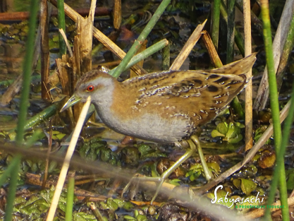 Baillon's crake