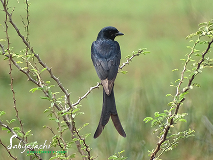 Black Drongo