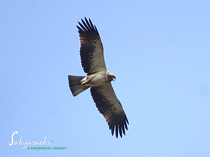 Booted eagle