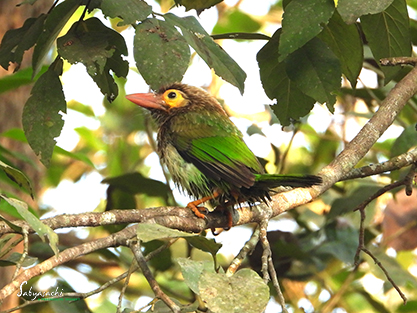Brown-headed barbet