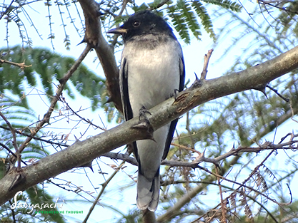 Black-headed cuckooshrike
