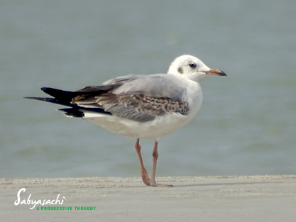 Black-headed gull