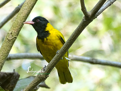 Black-hooded Oriole