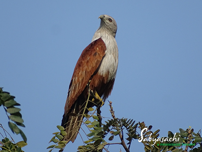 Brahminy Kite