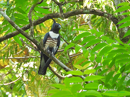 Black baza
