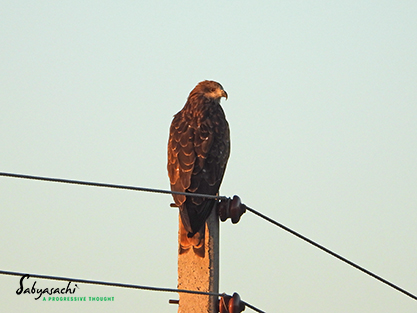 Black-eared Kite