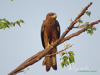 Black Kite