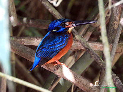 Blue-eared kingfisher