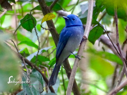 Black-naped monarch
