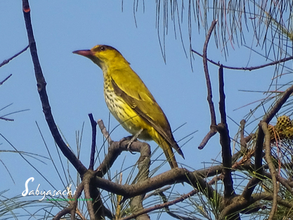 Black-naped oriole