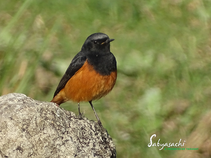 Black redstart