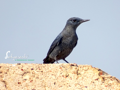 Blue rock thrush