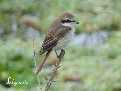 Brown shrike