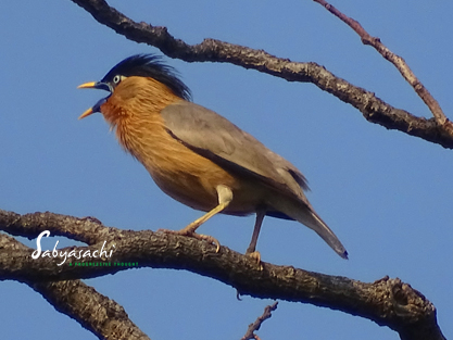 Brahminy starling