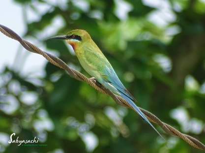 Blue-tailed bee-eater
