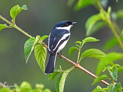 Bar-winged flycatcher-shrike
