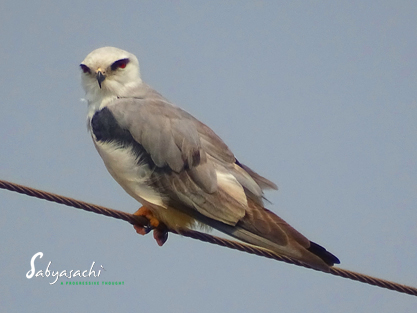 Black-winged kite