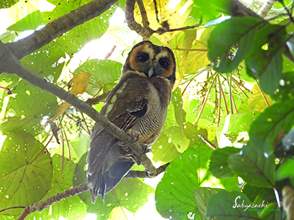 Brown wood owl
