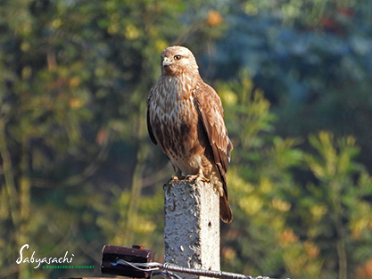 Common buzzard