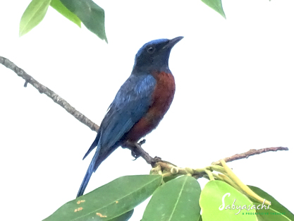 Chestnut-bellied rock thrush