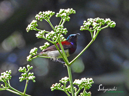 Crimson-backed sunbird