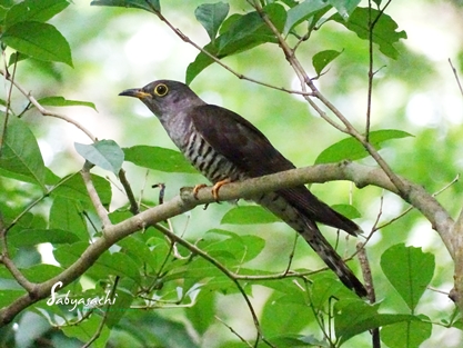 Indian cuckoo