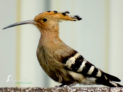 Common Hoopoe