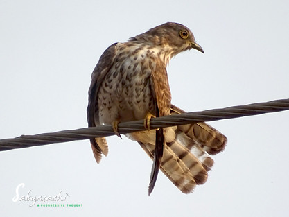Common Hawk Cuckoo