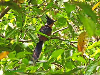 Chestnut-winged cuckoo