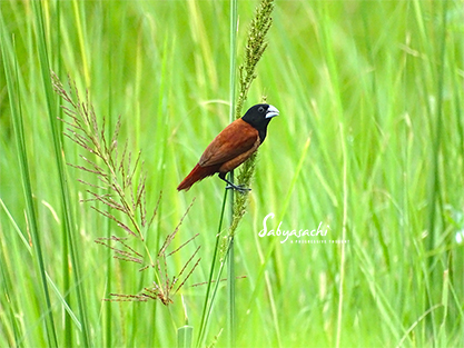 Chestnut munia