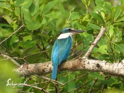 Collared kingfisher